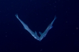 「コバンザメ」のサムネイル画像