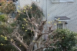 「芽吹きはじめた柿の木」のサムネイル画像