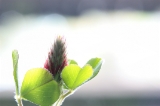 「ベニバナツメクサ(ストローベリーキャンドル)」のサムネイル画像