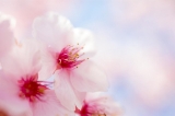 「カンザクラ(寒桜,アタミザクラ,熱海桜)」のサムネイル画像
