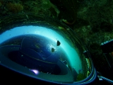 「ドームポートに付着する生物」のサムネイル画像