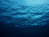 「雨粒を受ける海面を海中から」のサムネイル画像