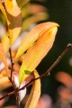 「ハゼノキ(黄櫨の木,櫨の木)」のサムネイル画像