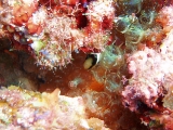 「クマノミ(Anemonefish)」のサムネイル画像