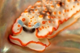 「ハナオトメウミウシ」のサムネイル画像