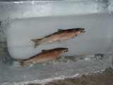 「氷に閉じこめられた魚」のサムネイル画像