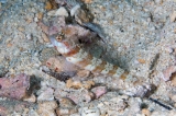 「ダンダラダテハゼ(Broad-banded Shrimp-goby)」のサムネイル画像