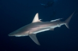 「カマストガリザメ(Blacktip shark)」のサムネイル画像