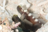 「black shrimpgoby(ブラックシュリンプゴビー)」のサムネイル画像