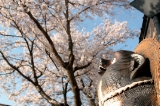 「タヌキの花見」のサムネイル画像