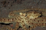 「ミミックオクトパス(Mimic Octopus)」のサムネイル画像