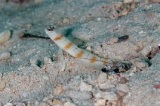「red-margin shrimp-goby(レッドマージンシュリンプゴビー)」のサムネイル画像