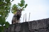 「ネコ」のサムネイル画像
