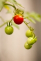 「ミニトマト」のサムネイル画像