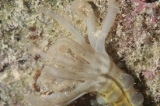 「オオイカリナマコ(Synaptid sea cucumbers)」のサムネイル画像