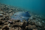 「カスミアジ(Bluefin trevally)」のサムネイル画像