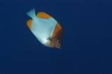 「カスミチョウチョウウオ(Pyramid butterflyfish)」のサムネイル画像