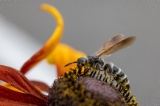 「ハチの仲間」のサムネイル画像