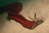 「クレナイオオイカリナマコ」のサムネイル画像
