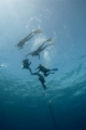 「安全停止中の体験ダイバー」のサムネイル画像