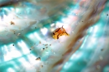 「クロフチウミコチョウ」のサムネイル画像