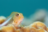 「メガネゴンベ(ring-eyed hawkfish)」のサムネイル画像