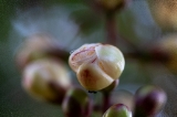 「サガリバナ(下り花)」のサムネイル画像