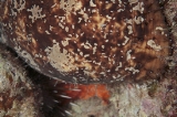 「オオクリイロナマコ」のサムネイル画像