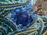 「ガラスハゼ」のサムネイル画像