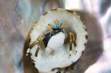 「ツマジロサンゴヤドカリ」のサムネイル画像