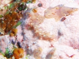 「ムカデミノウミウシ」のサムネイル画像