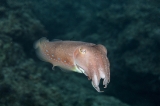 「コブシメ(Giant cuttlefish)」のサムネイル画像