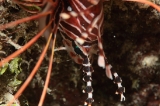 「ネッタイミノカサゴ(Spot-Fin Lionfish)」のサムネイル画像
