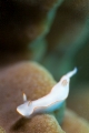 「シノビイロウミウシ」のサムネイル画像