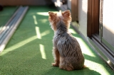 「ヨークシャー・テリア(Yorkshire Terrier)」のサムネイル画像