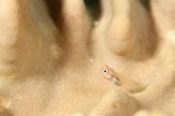 「イシガキカエルウオ」のサムネイル画像