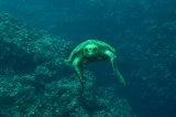 「アカウミガメ」のサムネイル画像