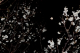 「白梅」のサムネイル画像