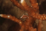 「フチドリカワハギ(Bristle-tail Filefish)」のサムネイル画像