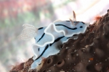 「ミゾレウミウシ」のサムネイル画像