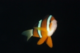 「クマノミ(Anemonefish)」のサムネイル画像