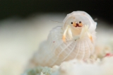 「アカツメサンゴヤドカリ」のサムネイル画像