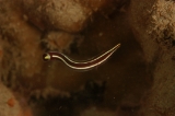 「ハシナガウバウオ(Long-snout Clingfish)」のサムネイル画像