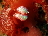 「セトイロウミウシ」のサムネイル画像