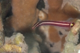 「ハシナガウバウオ(Long-snout Clingfish)」のサムネイル画像