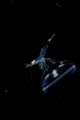 「ジェリーフィッシュライダー」のサムネイル画像