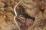 「ゴシキエビ(Painted rock lobster)」のサムネイル画像