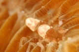 「ヒメイソギンチャクエビ(Popcorn shrimp,ポップコーンシュリンプ)」のサムネイル画像