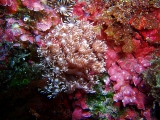 「 ハナガササンゴ」のサムネイル画像