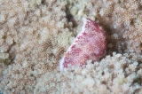「サラサウミウシ」のサムネイル画像